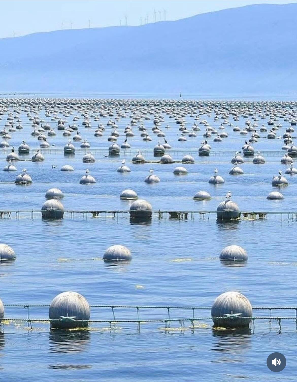 Erdek Ana Çiftlik - Midye Limon®